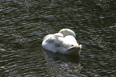 Sleeping Swan