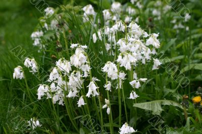 White Bluebells in Meadow