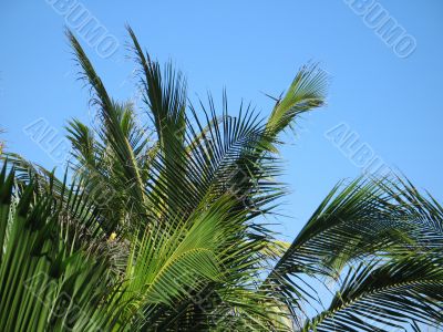 palm tree leaves