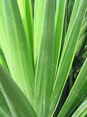 green leaves of a plant