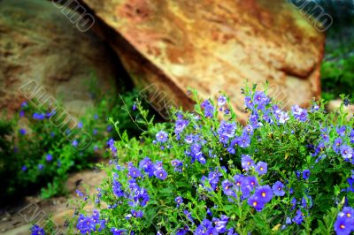 Wildflowers 6351 Wildflowers 6351