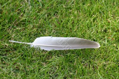 Lost Feather