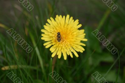 Small Wasp on a Dandilion Small Wasp on a Dandilion