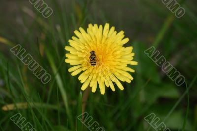 Small Wasp on a Dandilion