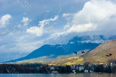 Geeses flying over lake