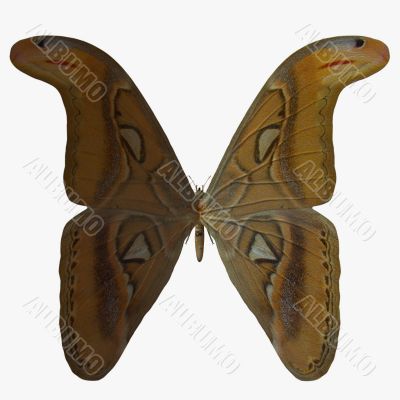 Butterfly-Atlas