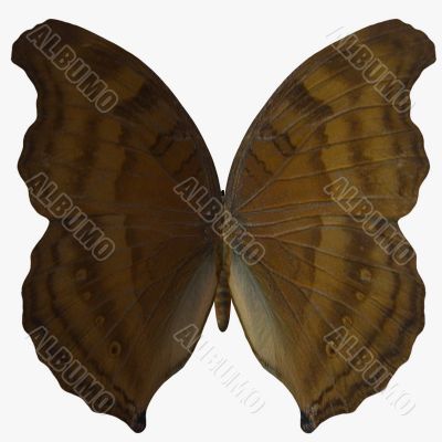 Butterfly-BeechWing