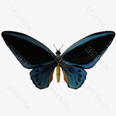 Butterfly-Birdwing