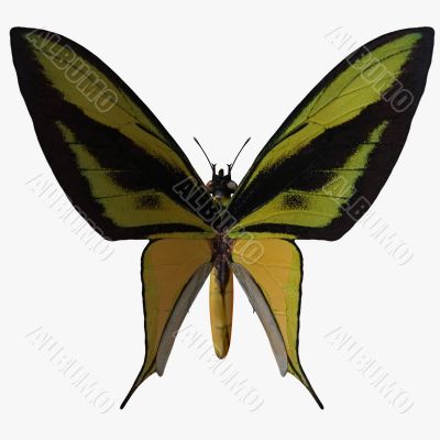 Butterfly-BirdwingX