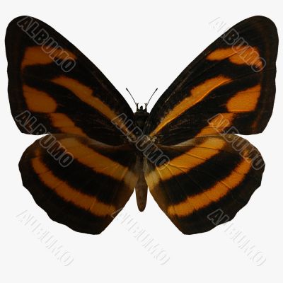Butterfly-Burmese Lascar