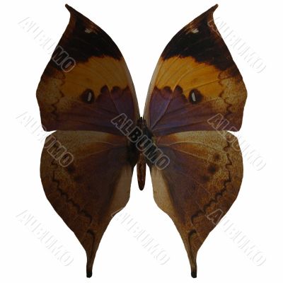 Butterfly-Indian Leaf