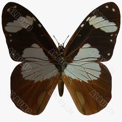 Butterfly-Ivory Merchant
