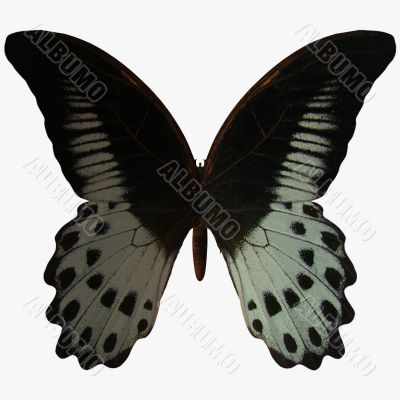 Butterfly-Marble Swallow Tail