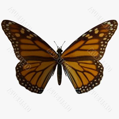 Butterfly-Monarch