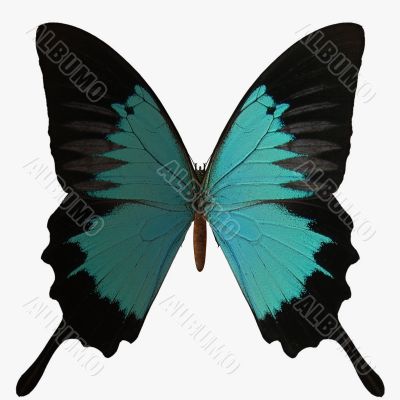 Butterfly-Peacock Royal