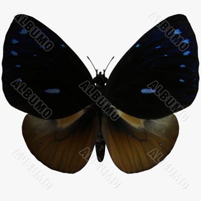 Butterfly-Queen Cracker