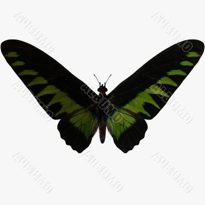 Butterfly-Rajah Brookes BW