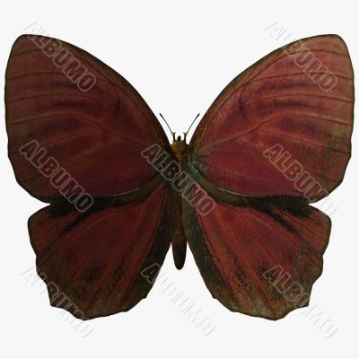 Butterfly-Red Rooster