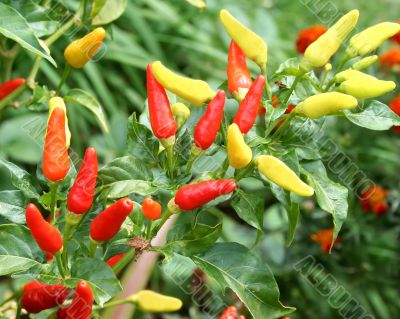 Fresh Chillies