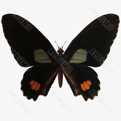 Butterfly-Ruby Swallow Tail