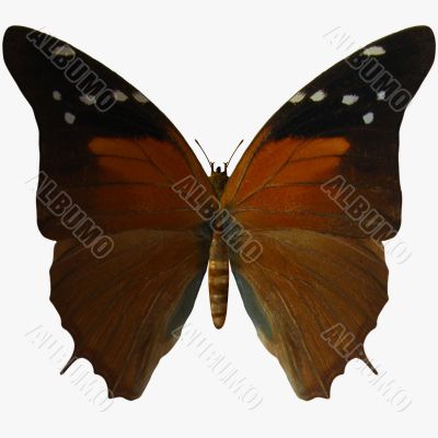 Butterfly-Russet Flipper