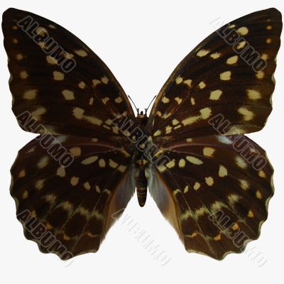 Butterfly-Speckled Hen