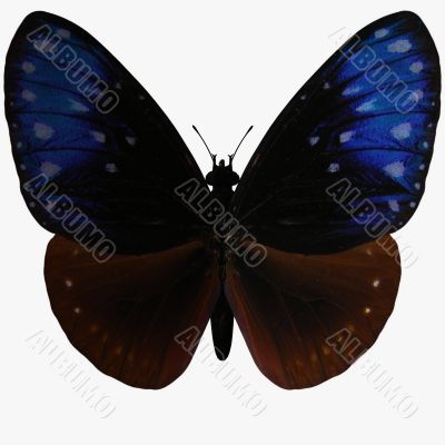 Butterfly-Striped Blue Crow