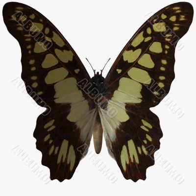 Butterfly-Swallow Tail