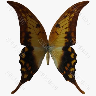 Butterfly-Swallow Tail