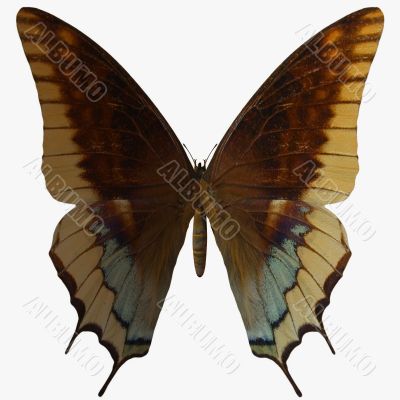 Butterfly-Two Tailed Pasha