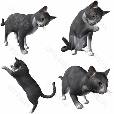 Cat-British Short Hair