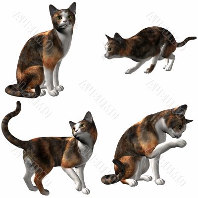 Cat-Calico