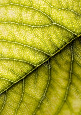 Leaf background