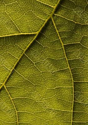 Closeup leaf