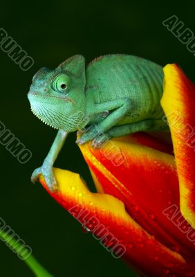 Chameleon