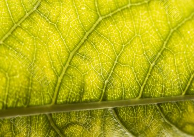 Leaf Leaf