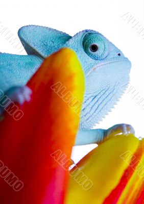 Chameleon