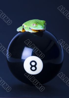 Crazy frog Crazy frog