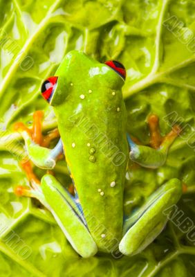 Red eyed tree frog