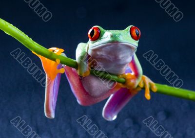 Red eyed tree frog