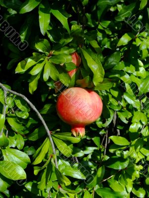 Pomegranate