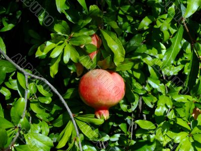 Pomegranate