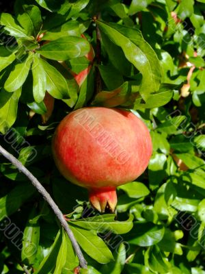 Pomegranate