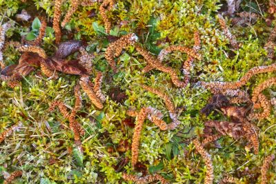 Autumn-spring foliage covered with frost. Green, yellow and red background of the autumn and spring grasses.