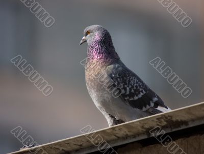The pigeon on a roof