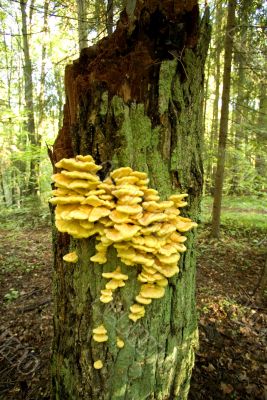 Yellow Mushrooms on an old stub