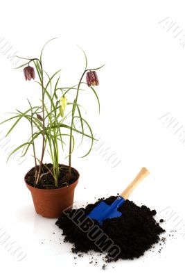 guinea hen flower