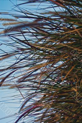 Blades of Grass