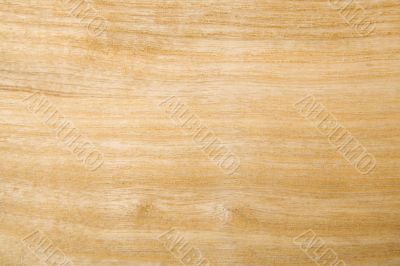 Ash wood background / texture