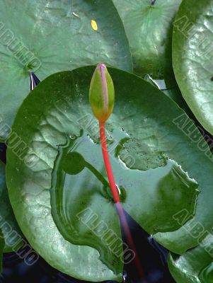 Bud of a lily